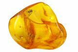 Two Large Fossil Ants (Formicidae) and a Fly (Diptera) in Baltic Amber #159759-4